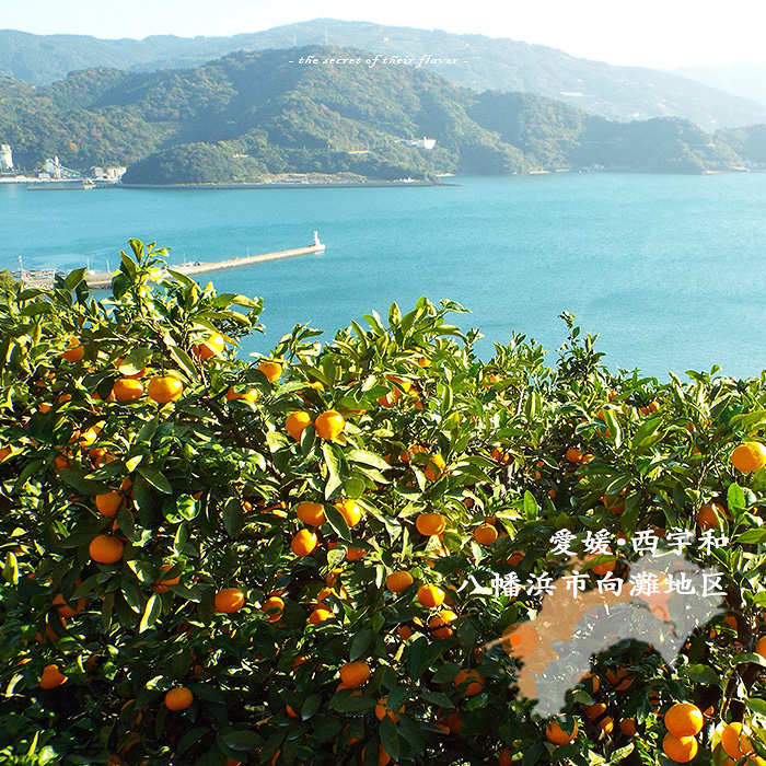媛一みかん果樹園