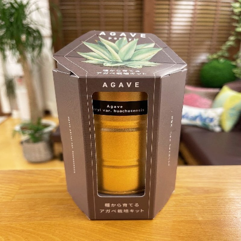 ＜送料別＞アガベ（パリーホーチエンシス）（寄付額60円）　＊「アガベ」はメキシコを中心に北米の乾燥地帯に生息する多肉植物です。日本では手に入りにくい種類を栽培キットにしました！