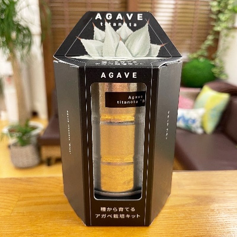 ＜送料別＞アガベ（チタノタブルー）（寄付額60円）　＊「アガベ」はメキシコを中心に北米の乾燥地帯に生息する多肉植物です。日本では手に入りにくい種類を栽培キットにしました！