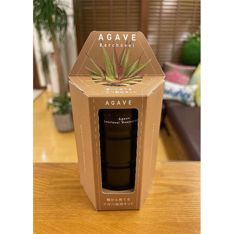 ＜送料別＞アガベ（ケルチョベイレッド）（寄付額60円）　＊「アガベ」はメキシコを中心に北米の乾燥地帯に生息する多肉植物です。日本では手に入りにくい種類を栽培キットにしました！