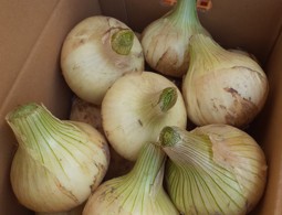 【送料別】玉ねぎ５㎏（約17個）
