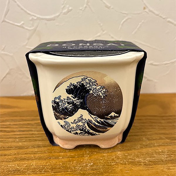 ＜送料別＞BONSAI松（寄付額75円）　＊小さめのサイズのため、お庭がなくても挑戦できる高級感のある盆栽セットです。